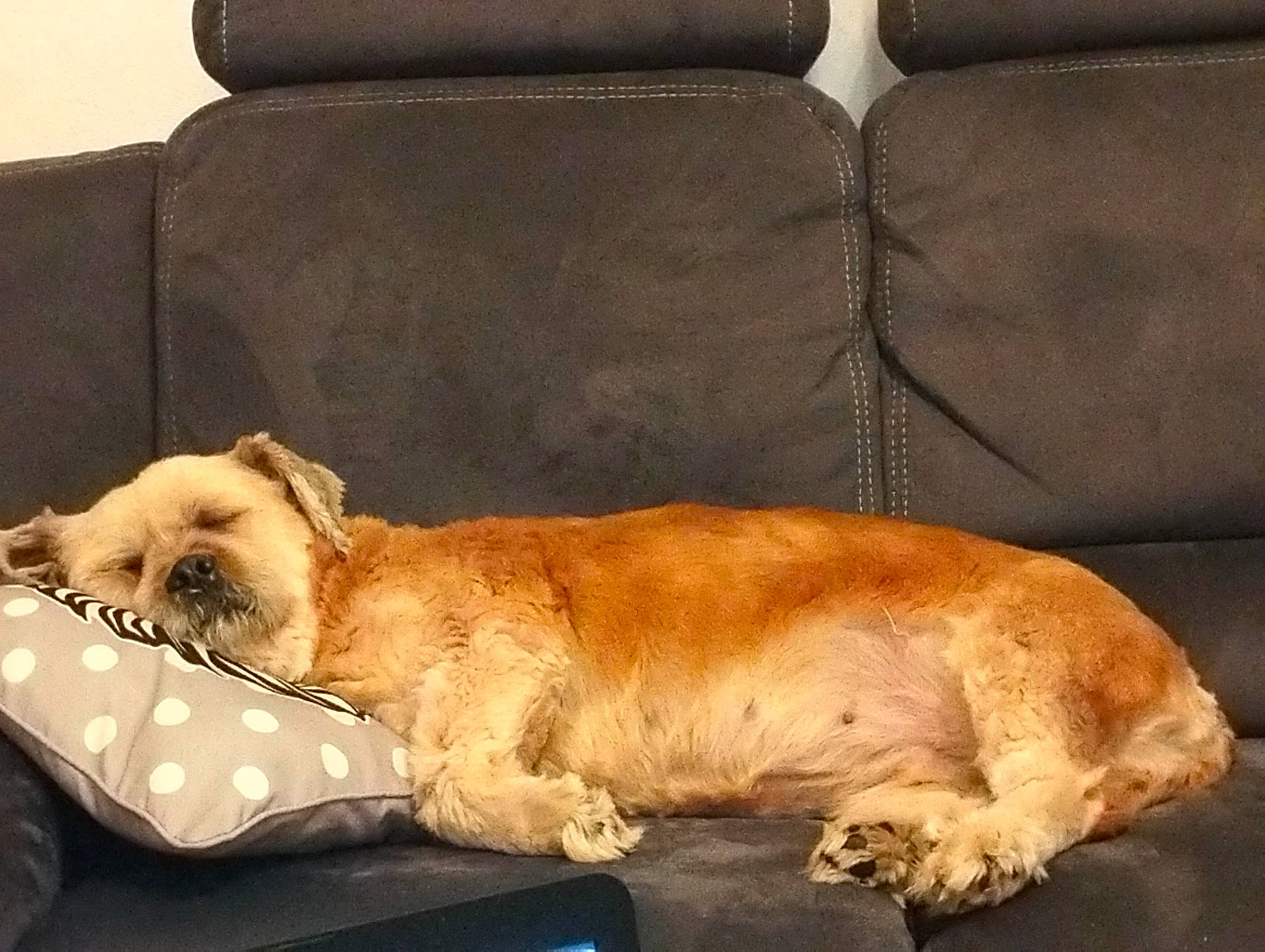 Jaîna participe au concours pour gagner de l'argent avec cette photo : canidae, carnivore, comfort, companion_dog, couch, dog, dog_breed, dog_supply, fawn, felidae, fur, hardwood, paw, pet_supply, room, sofa_bed, sporting_group, studio_couch, tail, whiskers