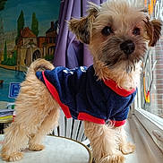 Jaîna a rejoint le concours — aidez-le/la à gagner de superbes lots ! animal, clothing, curious, curtain, cute, decor, dog, domestic_animal, fur, indoor, looking_out_window, marble_table, mural, pet, puppy, small_dog, standing, sweater, table, window