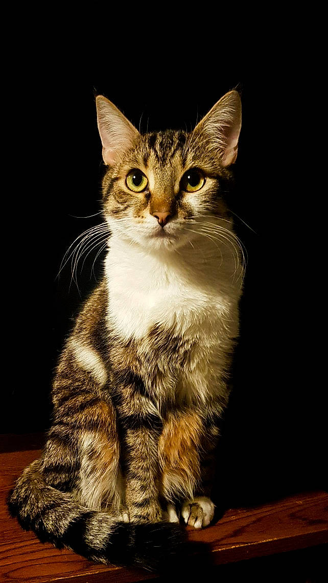 Obi-wan participe au concours pour gagner de l'argent avec cette photo : carnivore, cat, claw, darkness, domestic_short_haired_cat, felidae, fur, grass, paw, plant, sitting, small_to_medium_sized_cats, snout, tail, terrestrial_animal, tree, whiskers, wildlife, window, wood