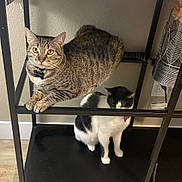 Griselda Y Doris joined the competition — help win amazing prizes! cat, tabby_cat, black_and_white_cat, indoor, shelf, furniture, wood_floor, pet, animal, curious, sitting, loaf_position, collar, domestic_cat, resting, cute, feline, household, companions, relaxed