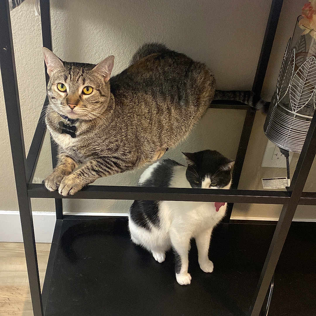 Griselda Y Doris joined the competition — help win amazing prizes! animal, black_and_white_cat, cat, collar, companions, curious, cute, domestic_cat, feline, furniture, household, indoor, loaf_position, pet, relaxed, resting, shelf, sitting, tabby_cat, wood_floor