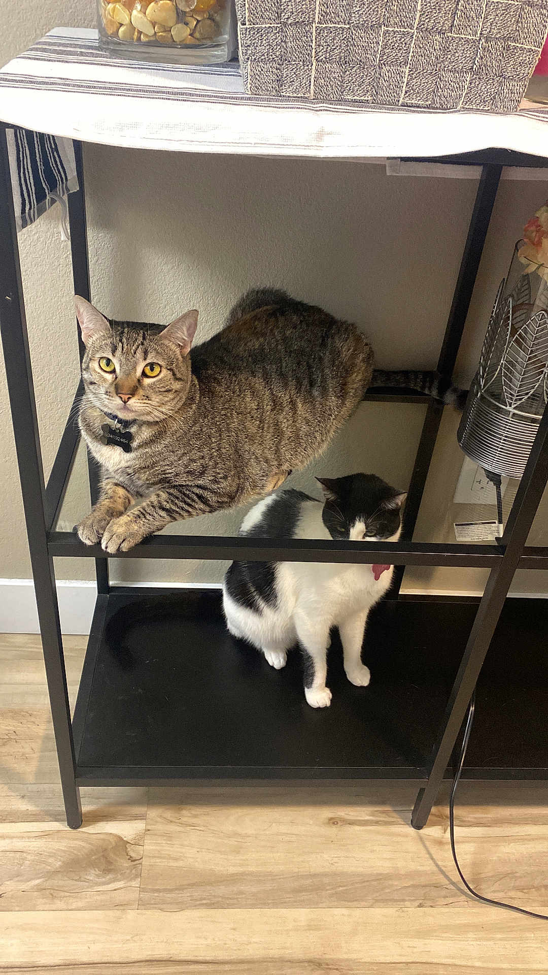 Griselda Y Doris joined the competition — help win amazing prizes! cat, tabby_cat, black_and_white_cat, indoor, shelf, furniture, wood_floor, pet, animal, curious, sitting, loaf_position, collar, domestic_cat, resting, cute, feline, household, companions, relaxed