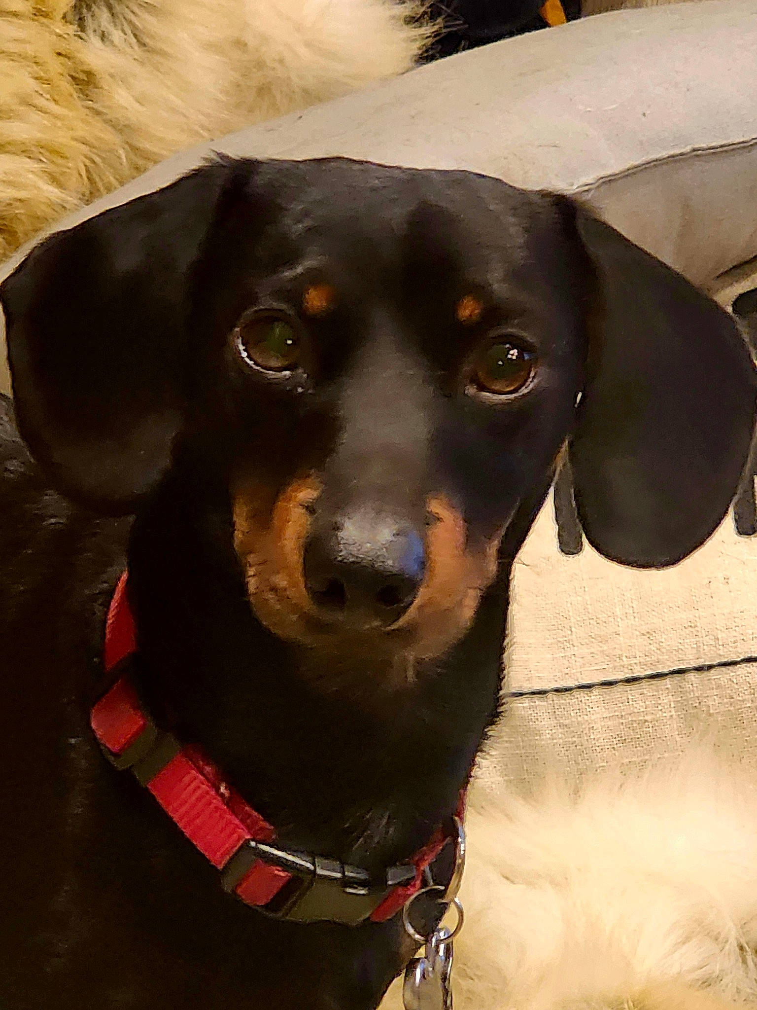 Cooper is registered to the contest to win money with this photo: canidae, carnivore, collar, companion_dog, dog, dog_breed, dog_collar, dog_supply, fawn, fur, guard_dog, hound, liver, personal_protective_equipment, pet_supply, snout, sporting_group, whiskers, working_animal, working_dog