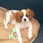 Atchi a rejoint le concours — aidez-le/la à gagner de superbes lots ! animal, blanket, brown_and_white, cavalier_king_charles_spaniel, companion, cute, dog, domestic_animal, floor, fur, indoor, laying_down, leather_couch, pet, playful, puppy, resting, small_dog, toy, young