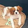 animal, blanket, brown_and_white, cavalier_king_charles_spaniel, companion, cute, dog, domestic_animal, floor, fur, indoor, laying_down, leather_couch, pet, playful, puppy, resting, small_dog, toy, young