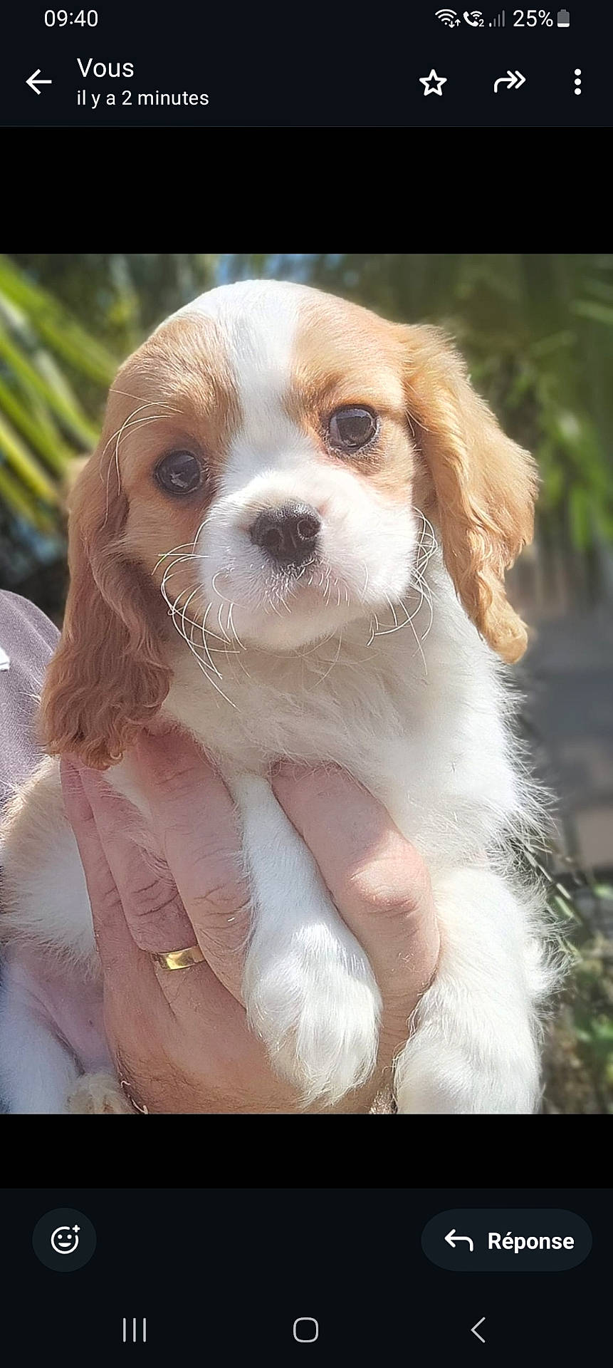 Atchi a rejoint le concours — aidez-le/la à gagner de superbes lots ! animal, brown_fur, close_up, cute, dog, ears, eyes, fluffy, hand, holding, nature, nose, outdoor, pet, portrait, puppy, soft_light, whiskers, white_fur, young