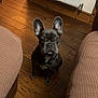 dog, french_bulldog, puppy, indoor, wooden_floor, cushion, seat, radiator, pet, animal, cute, small_dog, brown_floor, ears, looking_up, domestic, flooring, cozy, home, furniture