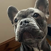 Bella joined the competition — help win amazing prizes! dog, french_bulldog, pet, indoor, close_up, animal, canine, ears, face, fur, whiskers, black_and_white, cute, portrait, looking_up, expression, domestic_animal, muzzle, short_hair, companion