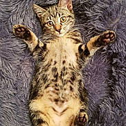 Fauve participe au concours pour gagner de l'argent avec cette photo : adorable, animal, cat, cushion, cute, feline, fluffy, fur, indoor, kitten, paws, pet, playful, purple, relaxing, resting, soft, tabby, whiskers, young