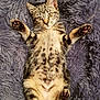 adorable, animal, cat, cushion, cute, feline, fluffy, fur, indoor, kitten, paws, pet, playful, purple, relaxing, resting, soft, tabby, whiskers, young