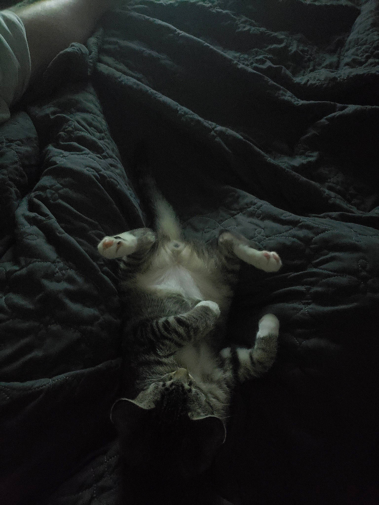 Camo joined the competition — help win amazing prizes! black, black_and_white, canidae, darkness, ear, fur, hand, leg, miniature_schnauzer, monochrome, photography, schnauzer, still_life_photography, style