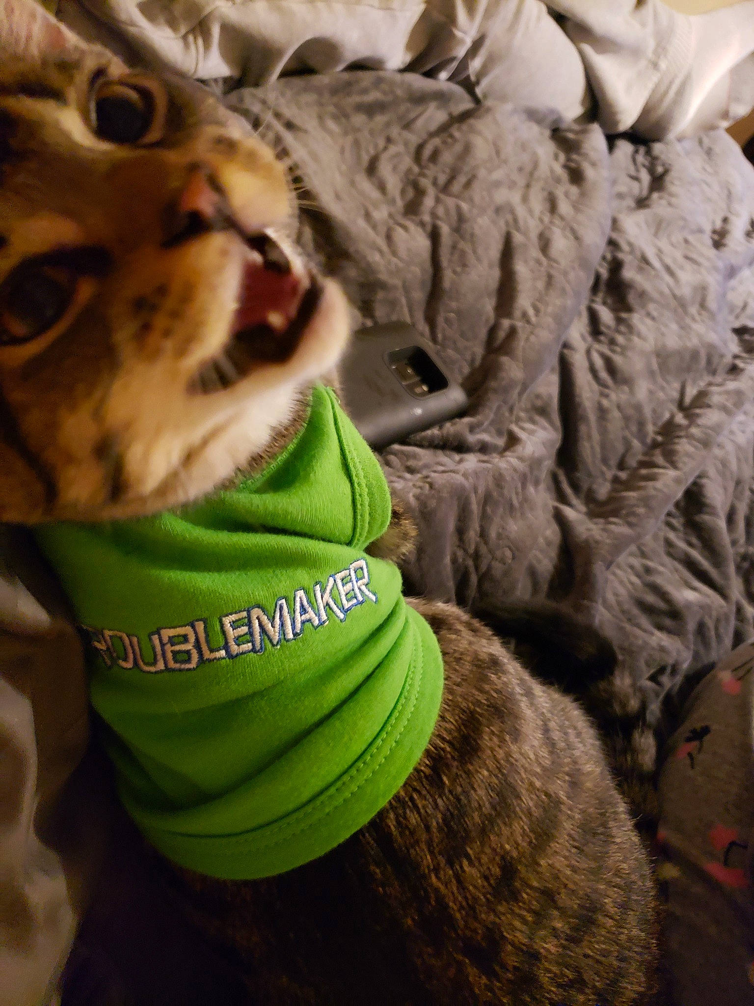 Camo joined the competition — help win amazing prizes! canidae, carnivore, cat, dog_clothes, european_shorthair, felidae, fur, green, pixie_bob, small_to_medium_sized_cats, snout, tabby_cat, whiskers