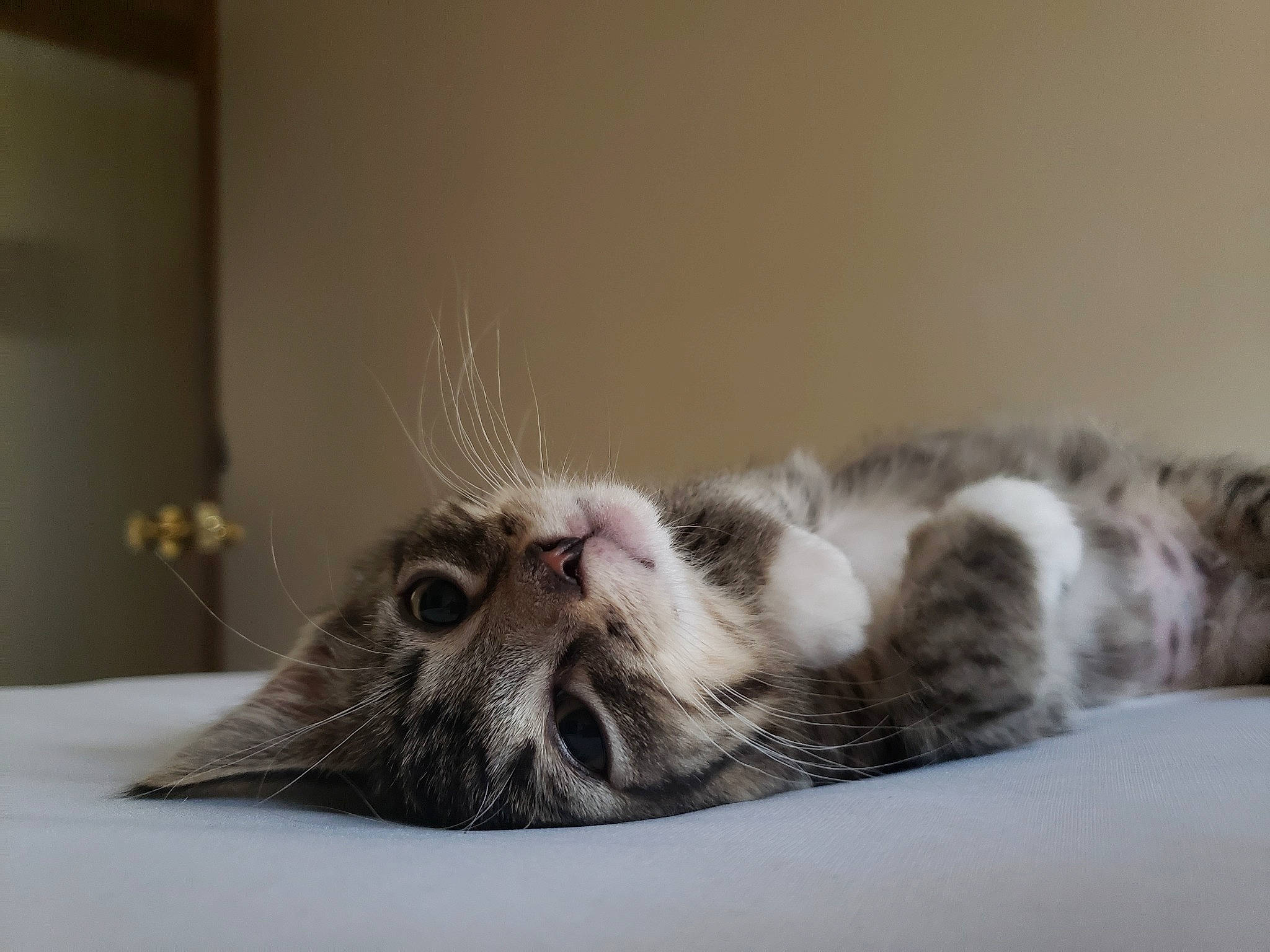 Camo is registered to the contest to win money with this photo: american_shorthair, asian, british_semi_longhair, carnivore, cat, domestic_short_haired_cat, european_shorthair, felidae, fur, kitten, mammal, munchkin, paw, scottish_fold, small_to_medium_sized_cats, snout, tabby_cat, whiskers