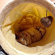 Goose a rejoint le concours — aidez-le/la à gagner de superbes lots ! animal, cat, cat_bed, comfortable, cozy, cute, domestic_cat, fleece, fur, furry, heart_shaped_toy, indoor, orange_tabby, pet, relaxing, resting, sleeping, toy, tunnel, whiskers