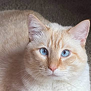 Bubba joined the competition — help win amazing prizes! cat, blue_eyes, close_up, cream_colored, fur, whiskers, pet, animal, portrait, indoor, looking_at_camera, cute, feline, mammal, domestic_animal, soft_lighting, texture, focused, ears, nose