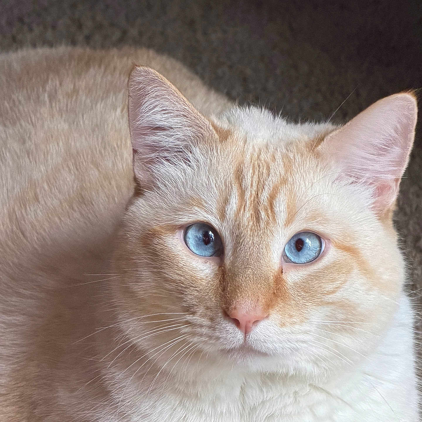 Bubba joined the competition — help win amazing prizes! cat, blue_eyes, close_up, cream_colored, fur, whiskers, pet, animal, portrait, indoor, looking_at_camera, cute, feline, mammal, domestic_animal, soft_lighting, texture, focused, ears, nose