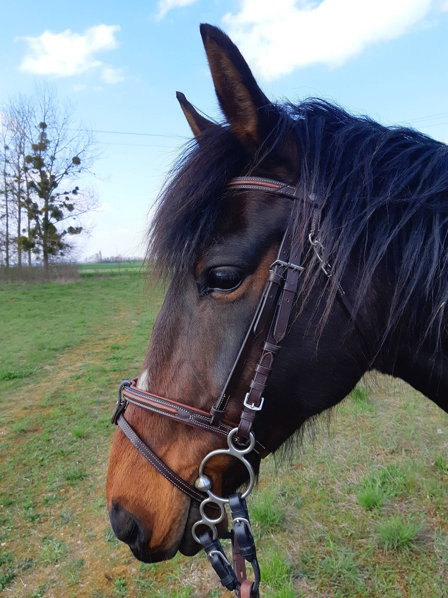 Amok D'Eb participe au concours pour gagner de l'argent avec cette photo : bit, bridle, halter, horse, horse_harness, horse_supplies, horse_tack, liver, mammal, mane, mare, mustang_horse, pack_animal, rein, snout, stallion