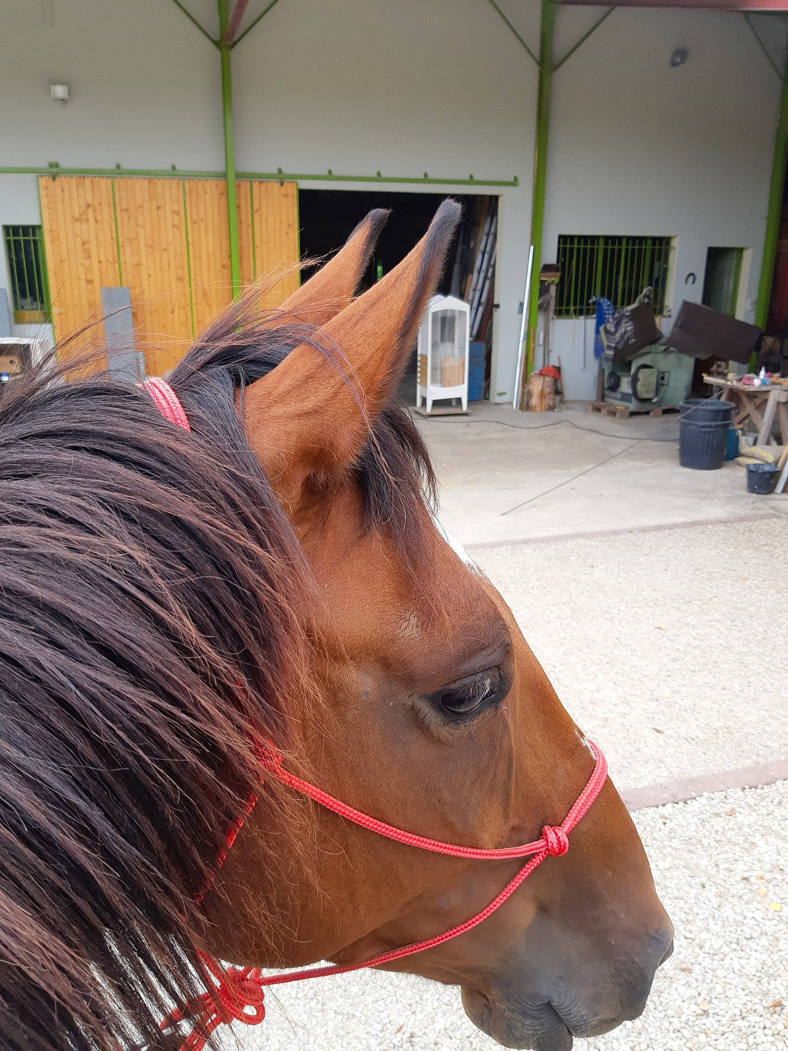 Booster Du Trêves a rejoint le concours — aidez-le/la à gagner de superbes lots ! bridle, ear, hair, halter, horse, horse_harness, horse_supplies, horse_tack, liver, livestock, mammal, mane, mare, organism, pack_animal, rein, snout, sorrel, stallion, vertebrate