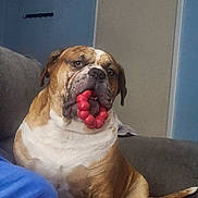 Sampson is registered to the contest to win money with this photo: dog, bulldog, toy, red_toy, couch, indoor, pet, brown_dog, white_fur, seated_dog, looking_away, furniture, human_arm, blue_shirt, relaxed, household, domestic_animal, canine, companion_animal, living_room
