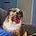 Sampson