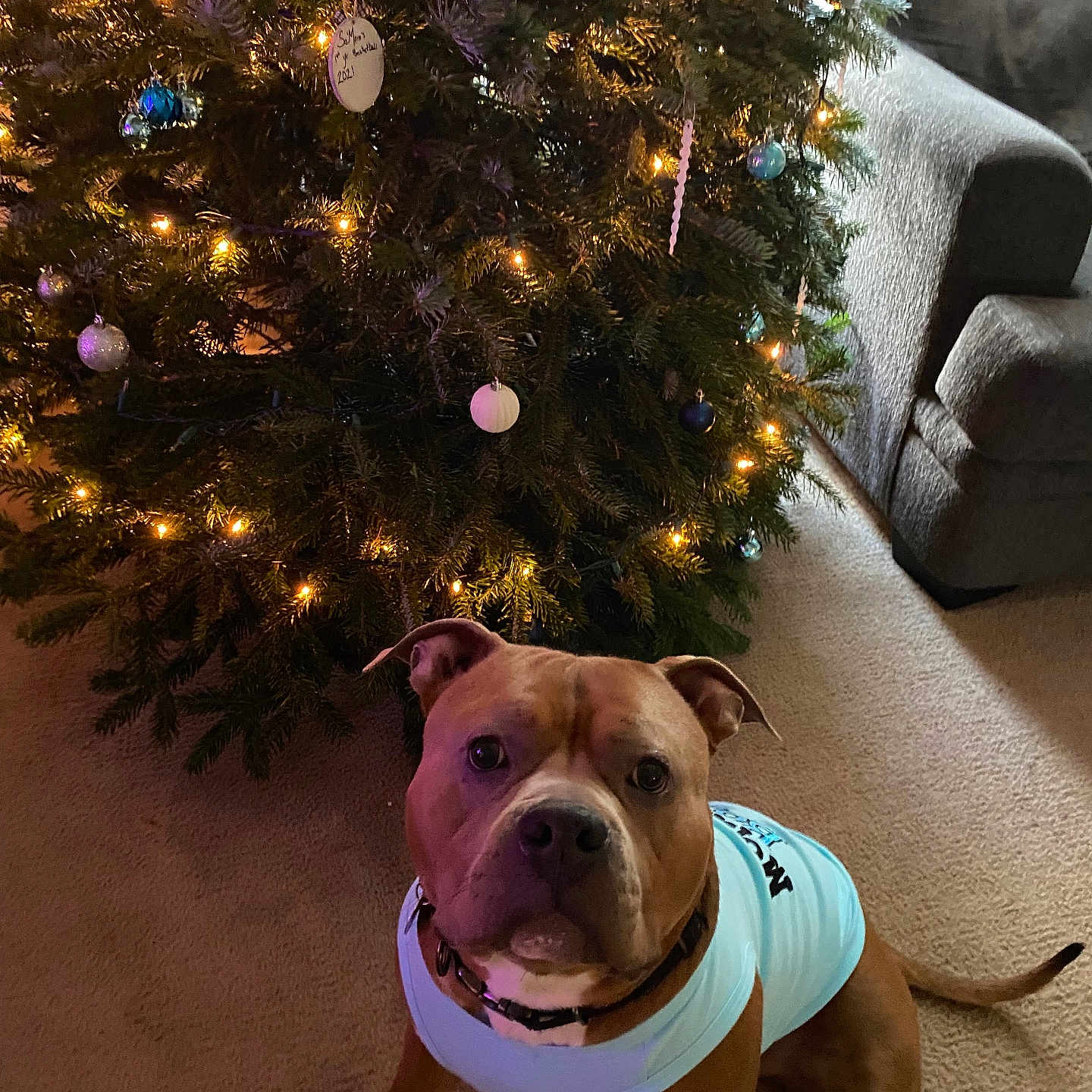 Ceelo joined the competition — help win amazing prizes! animal, brown_dog, canine, carpet, christmas, christmas_tree, cute, decorations, dog, festive, furniture, holiday, indoor, lights, living_room, ornaments, pet, shirt, sofa, tree