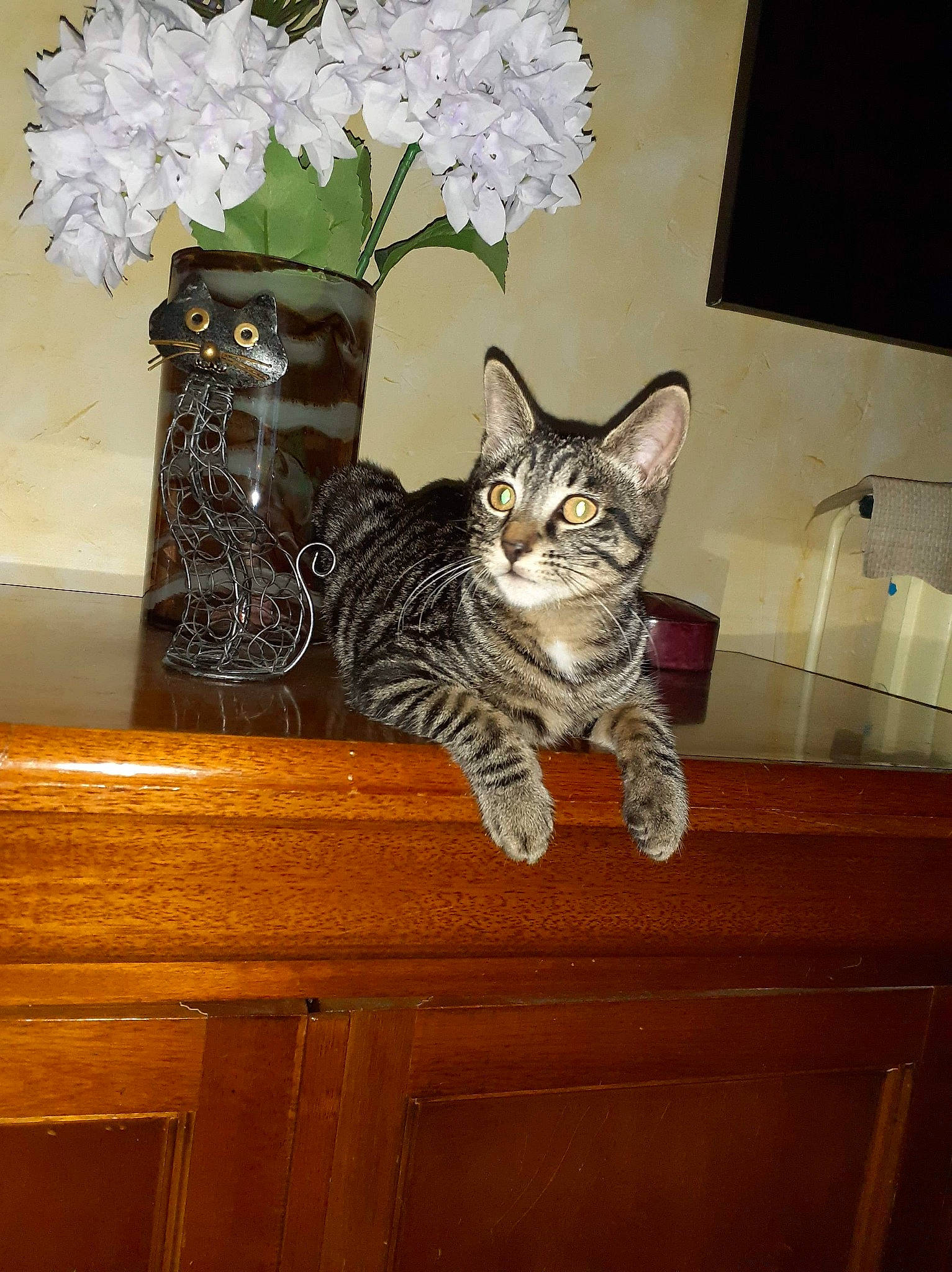 DÉmone a rejoint le concours — aidez-le/la à gagner de superbes lots ! carnivore, cat, domestic_short_haired_cat, door, felidae, flower, flowerpot, fur, grey, hardwood, houseplant, interior_design, picture_frame, plant, small_to_medium_sized_cats, tail, whiskers, window, wood, wood_stain