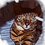 Ramses joined the competition — help win amazing prizes! cat, bengal_cat, green_eyes, close_up, feline, pet, animal, striped, whiskers, fur, portrait, cozy, indoors, focused, looking, cute, domestic_cat, tabby, resting, tunnel
