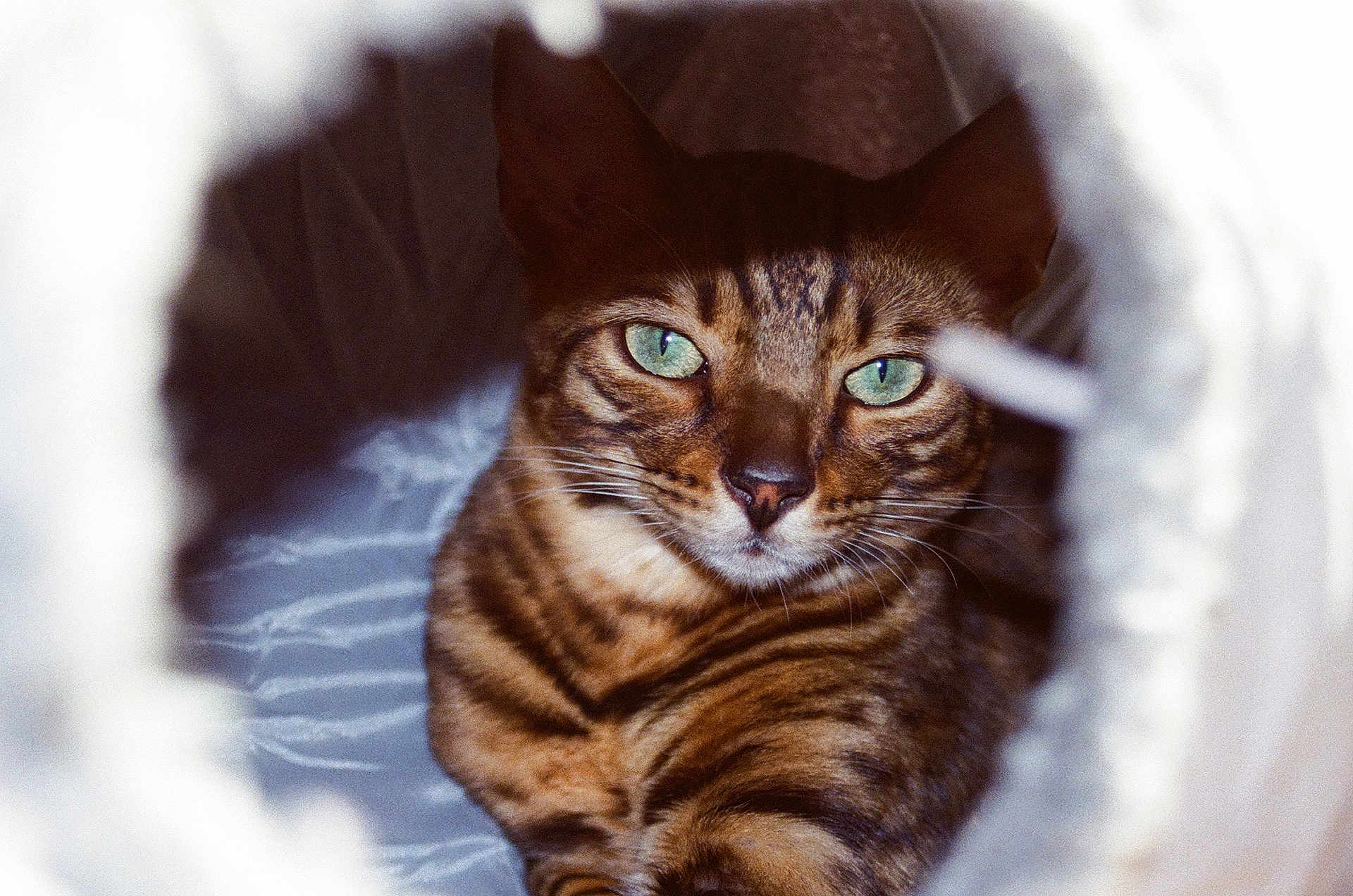 Ramses joined the competition — help win amazing prizes! cat, bengal_cat, green_eyes, close_up, feline, pet, animal, striped, whiskers, fur, portrait, cozy, indoors, focused, looking, cute, domestic_cat, tabby, resting, tunnel