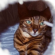 Ramses is registered to the contest to win money with this photo: cat, tabby, green_eyes, close_up, feline, pet, animal, striped, fur, whiskers, indoors, cozy, tunnel, cute, resting, looking, portrait, soft_light, blurred_background, curious