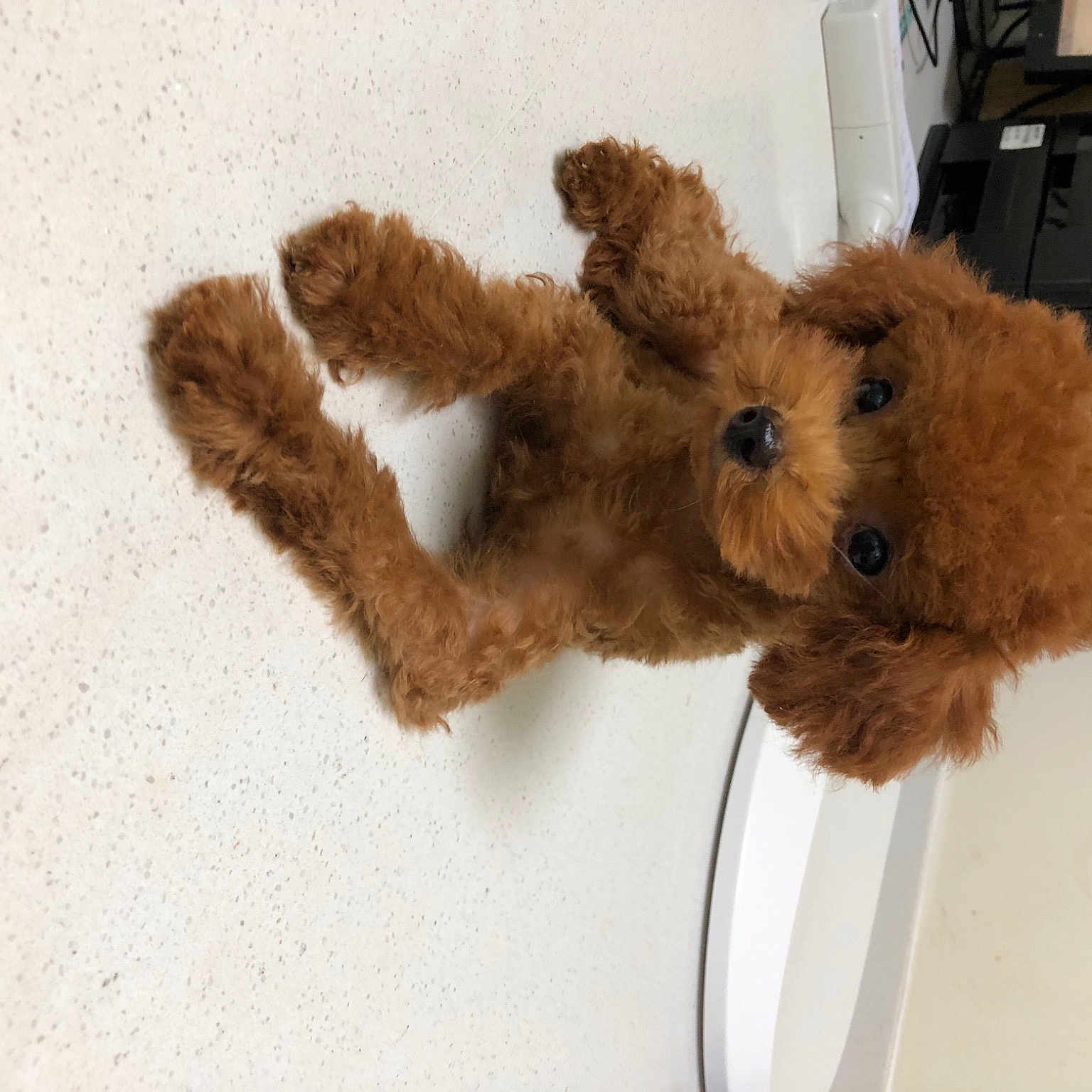 Dollar joined the competition — help win amazing prizes! canidae, carnivore, companion_dog, computer_keyboard, dog, dog_breed, fashion_accessory, fawn, fiber, fur, pet_supply, plush, snout, sporting_group, stuffed_toy, teddy_bear, toy, toy_dog, water_dog, wool