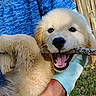puppy, golden_retriever, dog, stick, bite, cute, happy, pet, animal, fur, outdoor, grass, fence, person, blue_shirt, hand, playing, close_up, young, nature