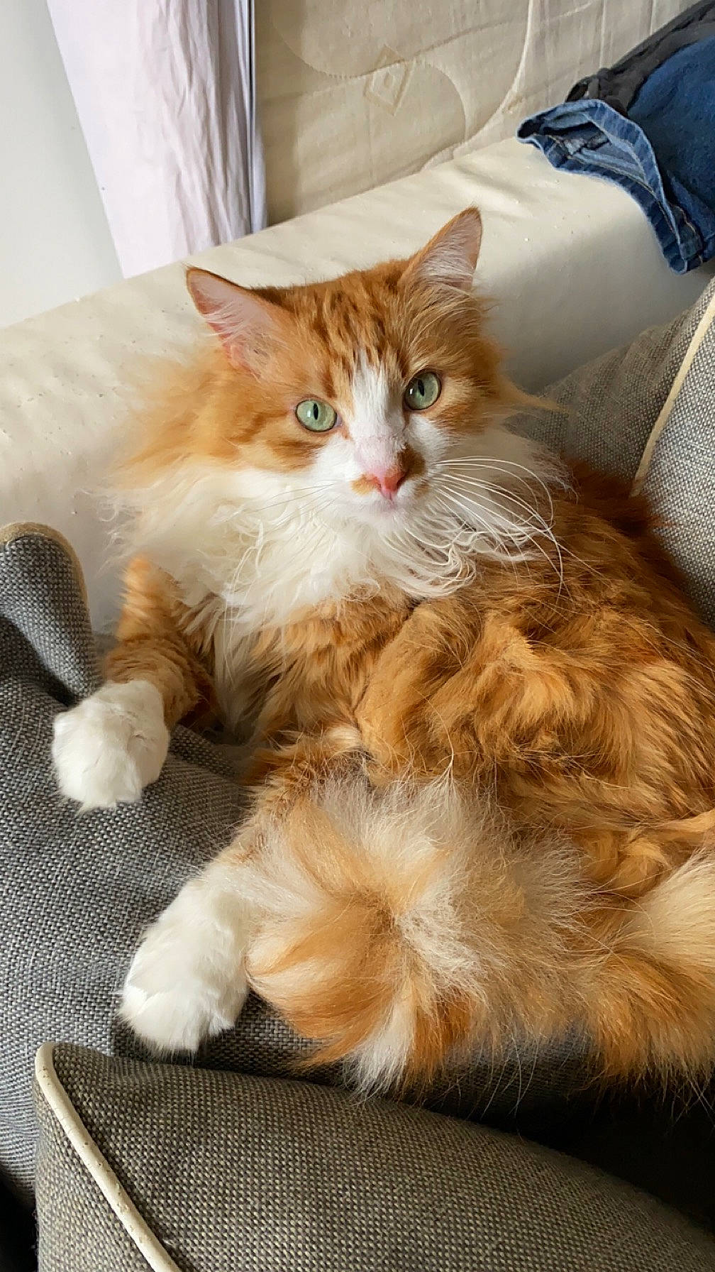 Caramel a rejoint le concours — aidez-le/la à gagner de superbes lots ! box, british_longhair, carnivore, cat, claw, comfort, curtain, fawn, felidae, fur, paw, peach, small_to_medium_sized_cats, snout, tail, terrestrial_animal, whiskers, window