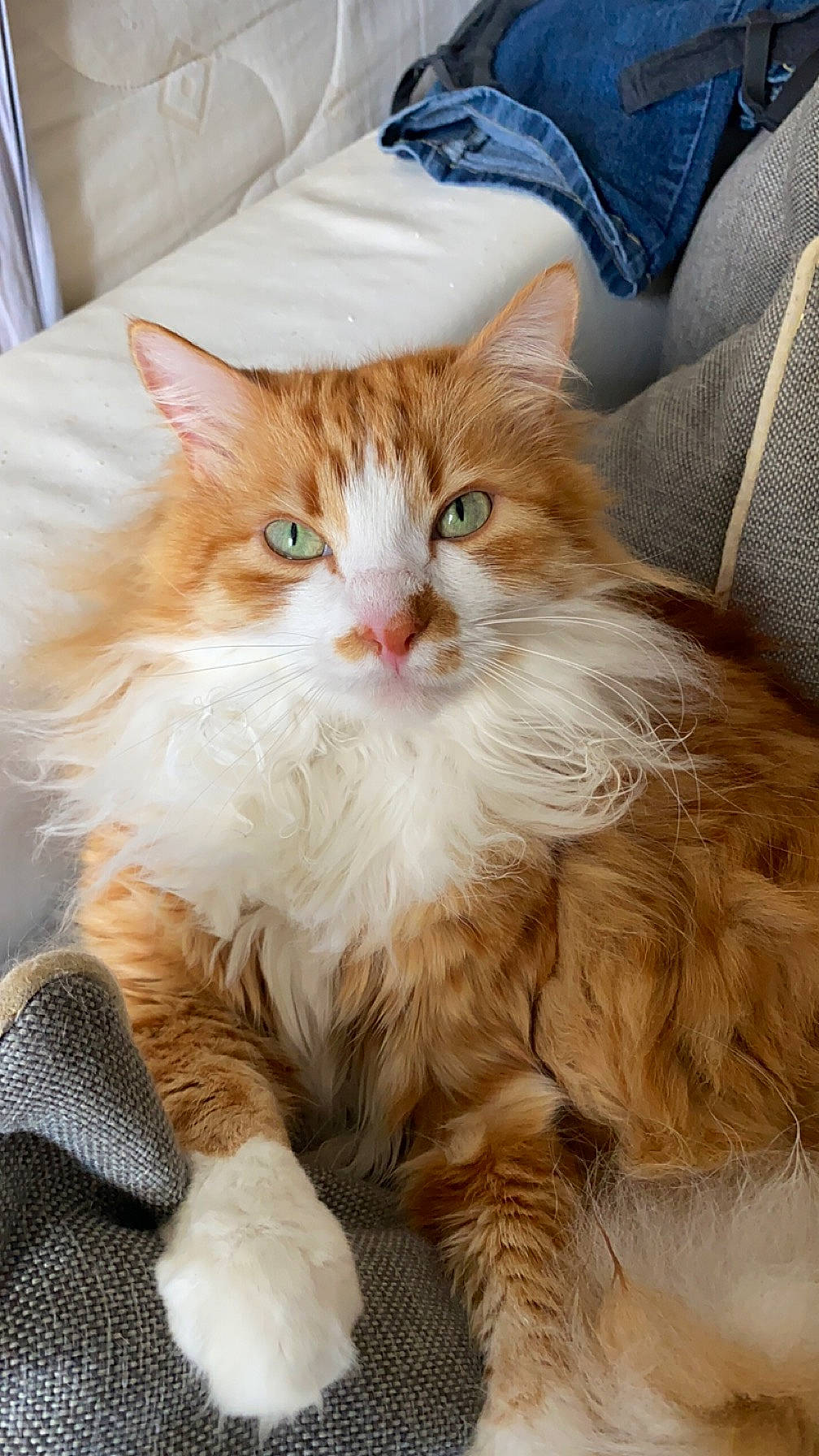Caramel a rejoint le concours — aidez-le/la à gagner de superbes lots ! british_longhair, carnivore, cat, claw, comfort, fawn, felidae, fur, gesture, hair, iris, paw, peach, sitting, small_to_medium_sized_cats, snout, tail, terrestrial_animal, whiskers