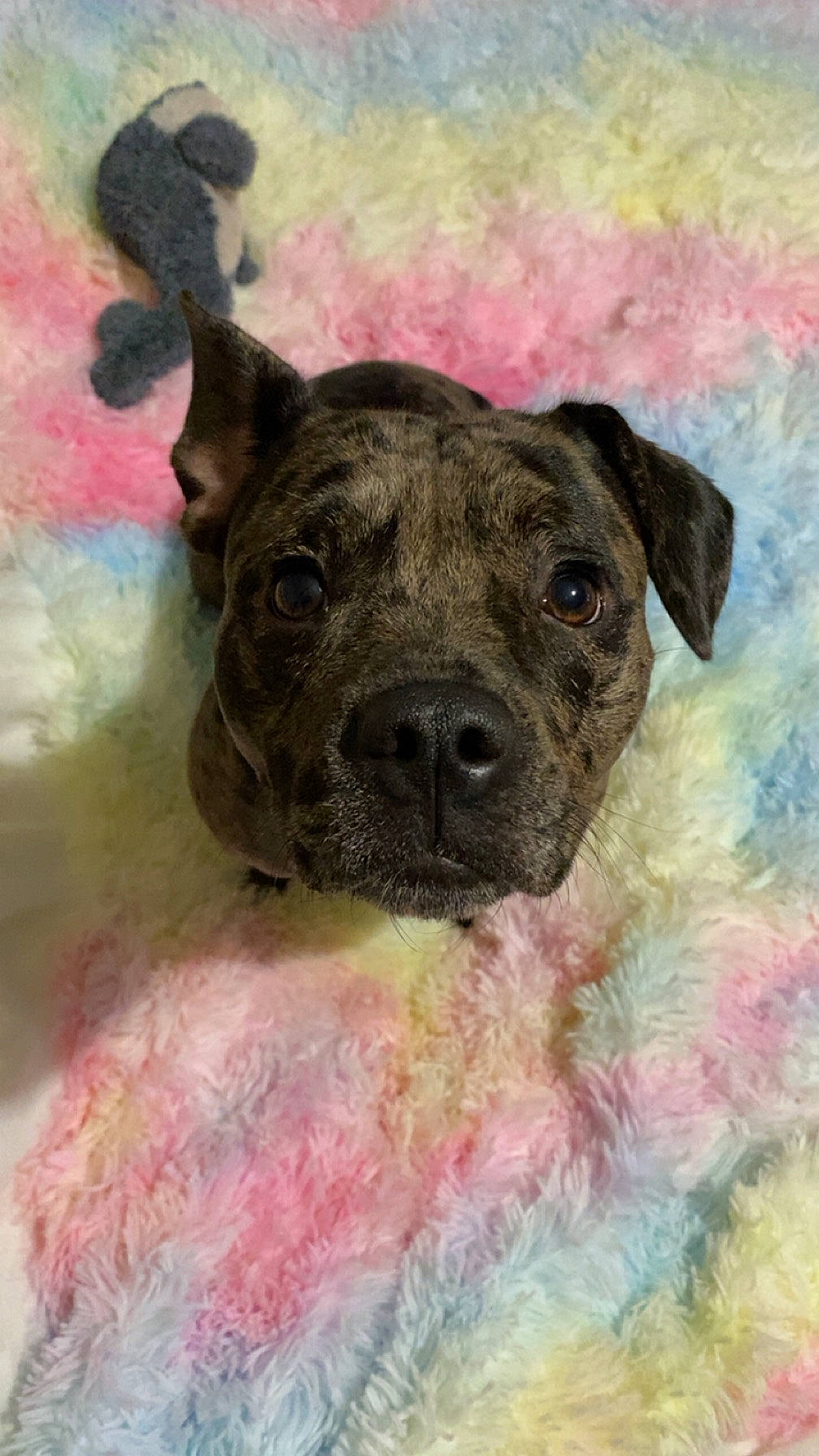 Taïga a rejoint le concours — aidez-le/la à gagner de superbes lots ! art, canidae, carnivore, companion_dog, dog, dog_breed, dogo_sardesco, drawing, fawn, guard_dog, magenta, paint, painting, pink, snout, sporting_group, terrestrial_animal, watercolor_paint, whiskers, working_animal