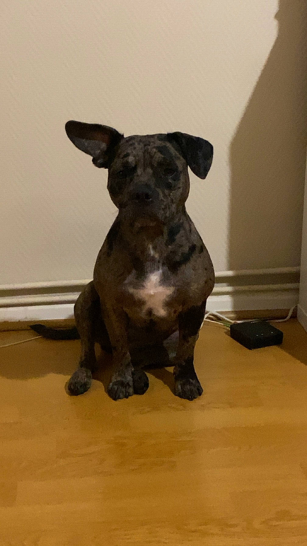 Taïga a rejoint le concours — aidez-le/la à gagner de superbes lots ! art, canidae, carnivore, companion_dog, dog, dog_breed, fawn, flooring, hardwood, liver, puppy, sculpture, snout, sporting_group, tail, terrestrial_animal, toy_dog, whiskers, wood, working_animal