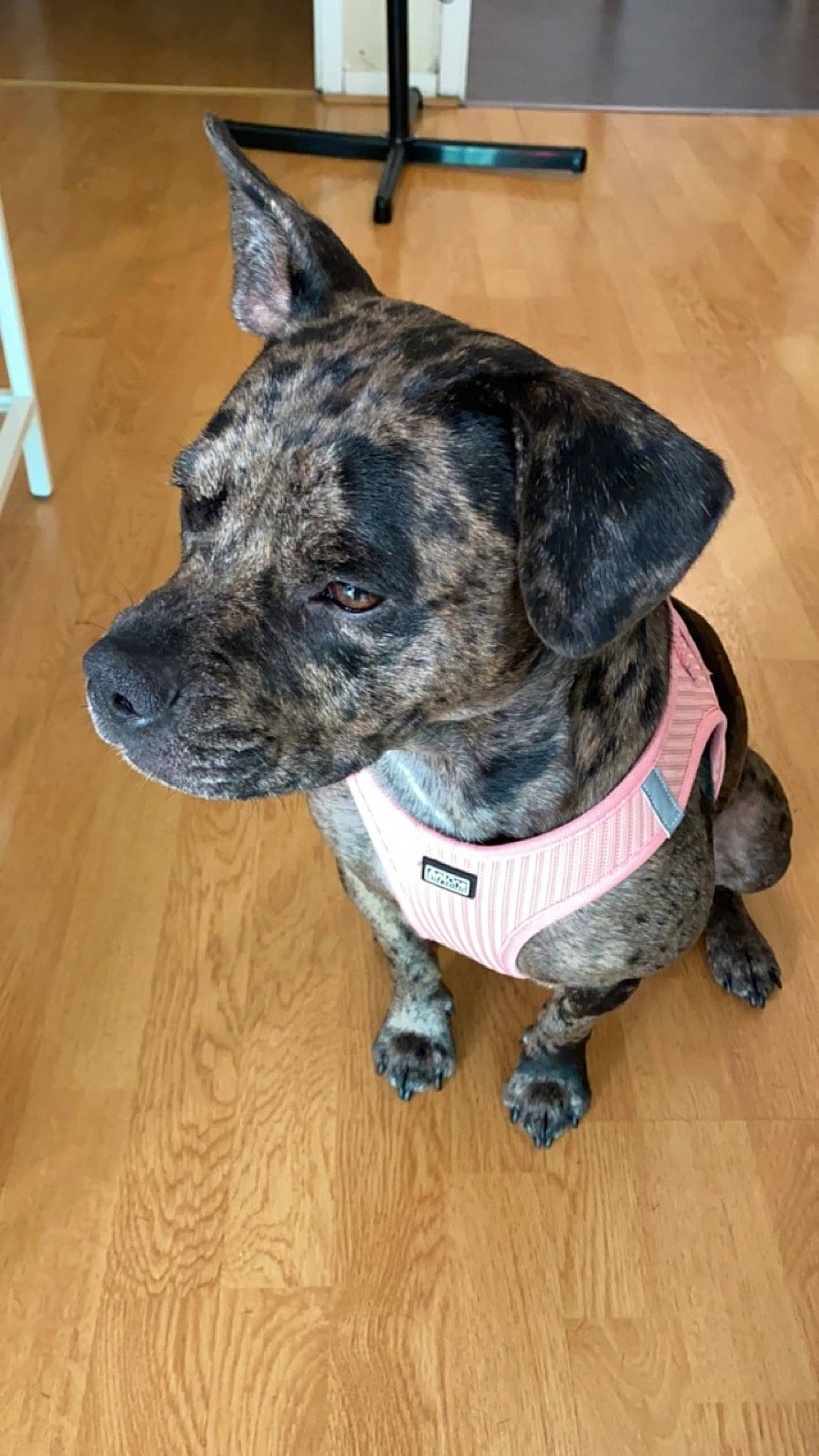 Taïga a rejoint le concours — aidez-le/la à gagner de superbes lots ! canidae, carnivore, collar, companion_dog, dog, dog_breed, dog_collar, dog_supply, flooring, fur, guard_dog, hardwood, herding_dog, leash, pet_supply, snout, sporting_group, whiskers, wood, working_animal