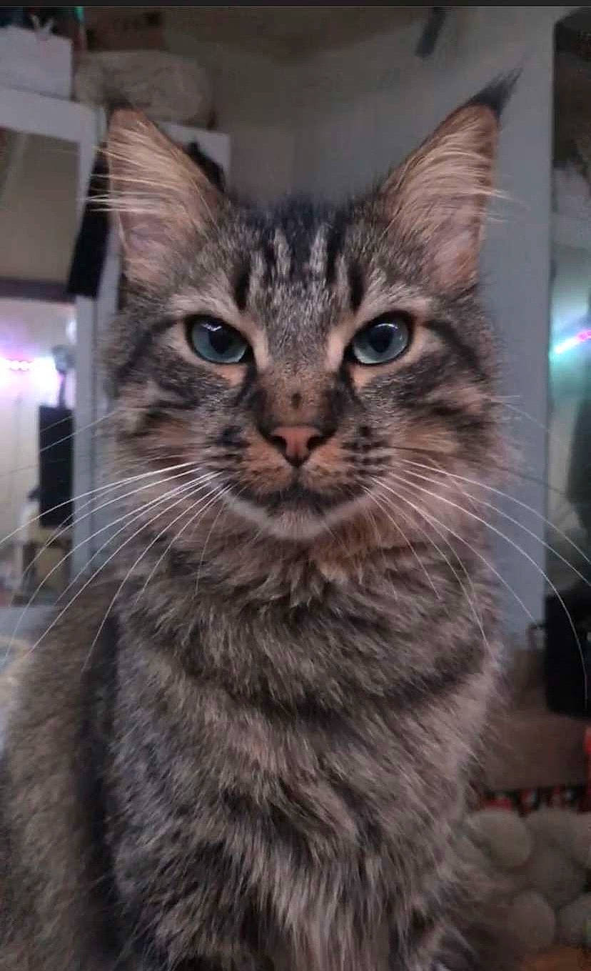 éclipse a rejoint le concours — aidez-le/la à gagner de superbes lots ! carnivore, cat, claw, domestic_short_haired_cat, felidae, fur, small_to_medium_sized_cats, snout, terrestrial_animal, tree, whiskers, wildlife