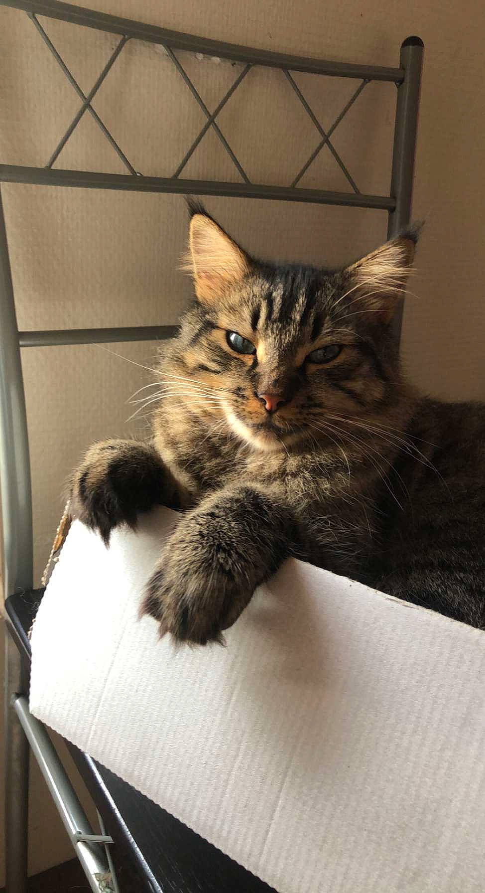éclipse participe au concours pour gagner de l'argent avec cette photo : box, cardboard, carnivore, cat, claw, comfort, domestic_short_haired_cat, felidae, fur, paw, sitting, small_to_medium_sized_cats, snout, tail, terrestrial_animal, whiskers, window