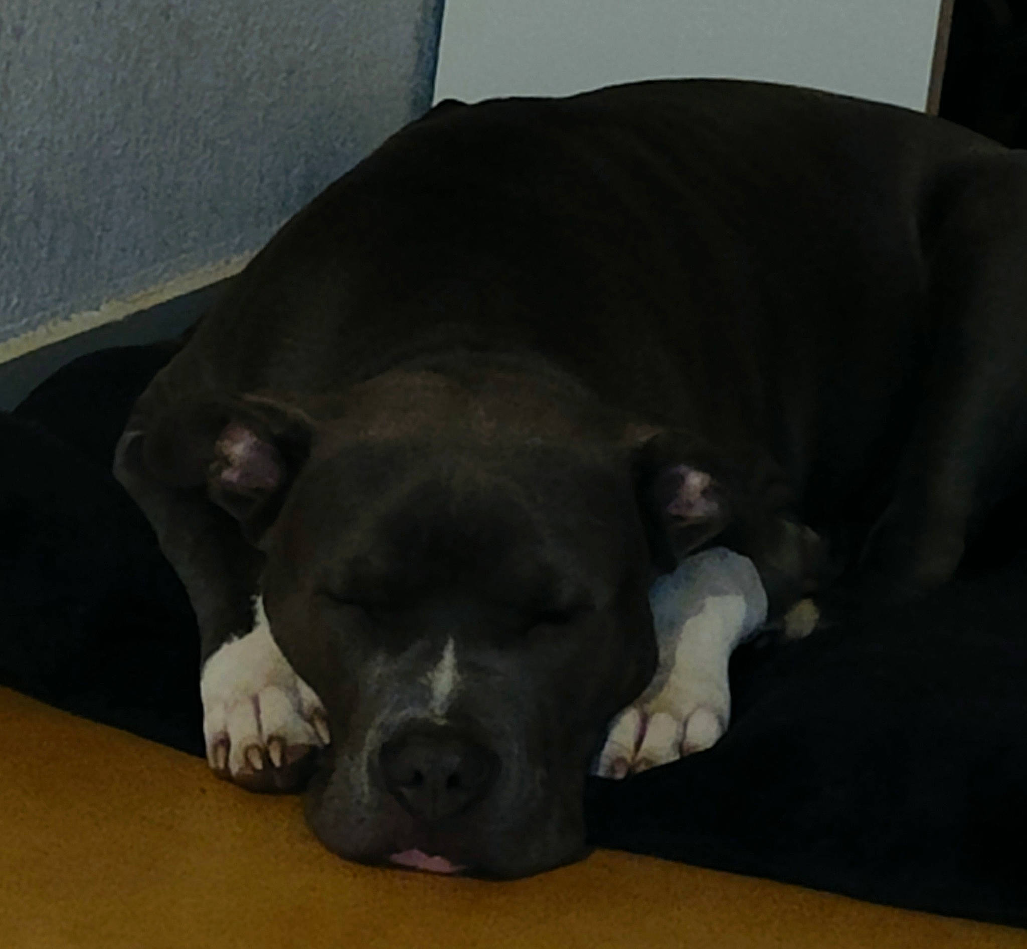 Rio participe au concours pour gagner de l'argent avec cette photo : canidae, carnivore, comfort, companion_dog, dog, dog_breed, fawn, flooring, fur, hardwood, liver, nap, sleep, snout, sporting_group, tail, terrestrial_animal, whiskers, working_animal, wrinkle