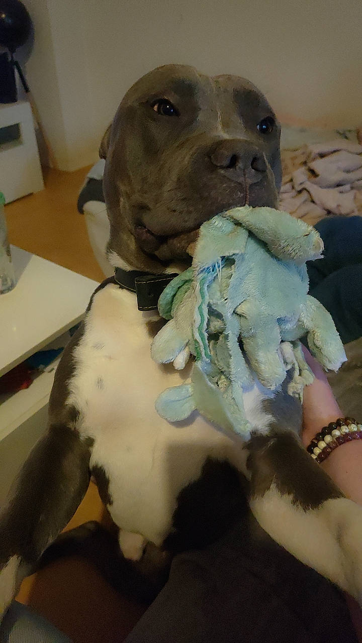 Rio participe au concours pour gagner de l'argent avec cette photo : canidae, carnivore, collar, companion_dog, dog, dog_breed, dog_clothes, dog_collar, dog_supply, fawn, fur, guard_dog, liver, non_sporting_group, paw, pet_supply, sporting_group, toy, whiskers, working_animal