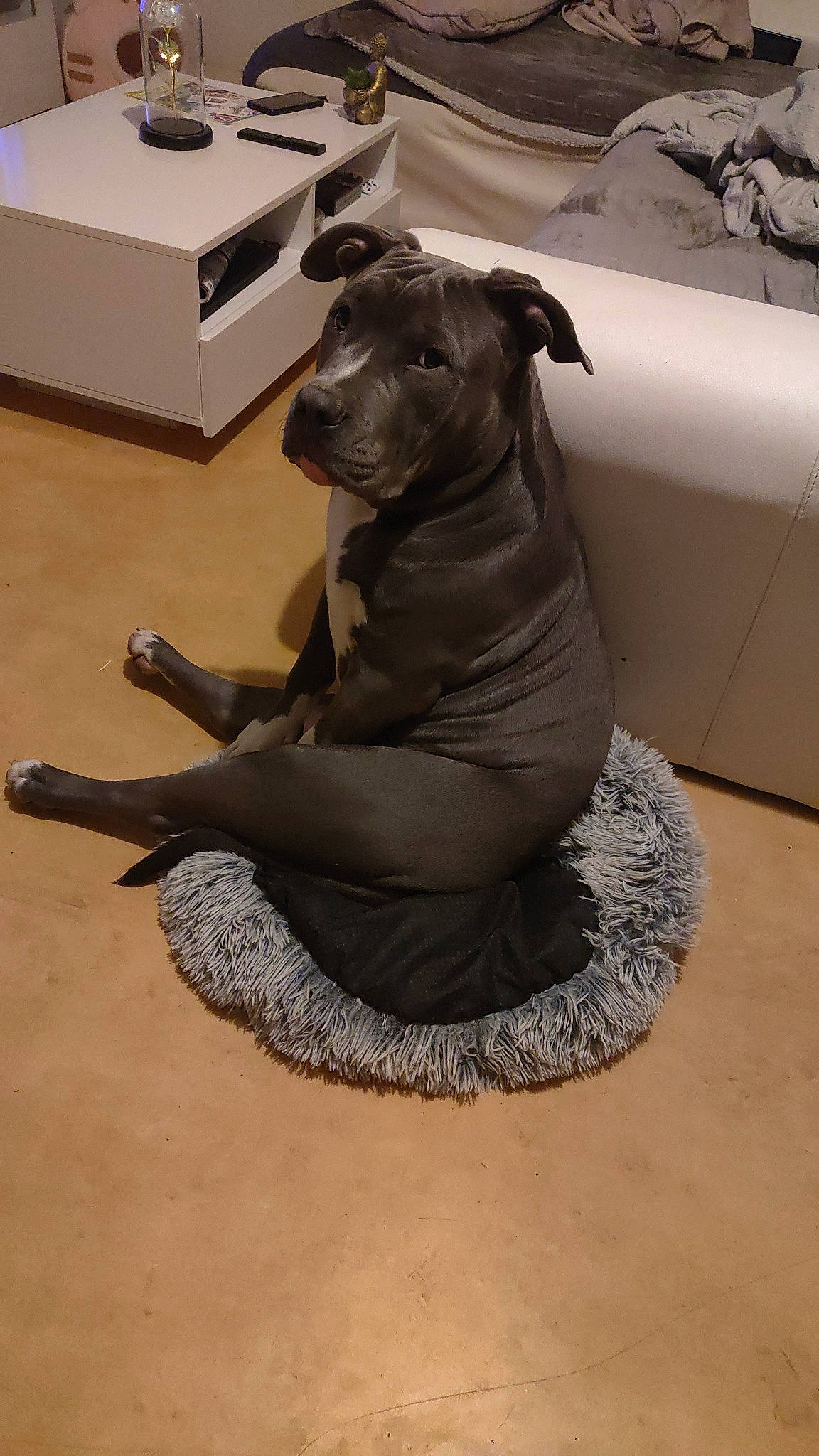 Rio a rejoint le concours — aidez-le/la à gagner de superbes lots ! art, canidae, carnivore, collar, companion_dog, dog, dog_breed, dog_collar, dog_supply, fawn, flooring, grey, guard_dog, output_device, pet_supply, snout, sporting_group, tail, wood, working_animal