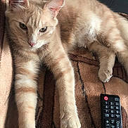 Miel a rejoint le concours — aidez-le/la à gagner de superbes lots ! asian, australian_mist, carnivore, cat, claw, domestic_short_haired_cat, european_shorthair, fawn, felidae, kitten, mammal, ojos_azules, oriental_longhair, paw, small_to_medium_sized_cats, vertebrate, whiskers