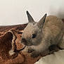 Bounty a rejoint le concours — aidez-le/la à gagner de superbes lots ! chinchilla, domestic_rabbit, fawn, hare, mammal, organism, rabbit, rabbits_and_hares, skin, snout, vertebrate, whiskers, wildlife
