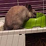 Bounty a rejoint le concours — aidez-le/la à gagner de superbes lots ! cage, degu, fawn, gerbil, hamster, mammal, marsupial, muridae, muroidea, rodent, vertebrate, wildlife