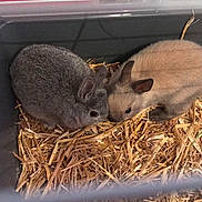 Bounty participe au concours pour gagner de l'argent avec cette photo : animal_shelter, cage, chinchilla, degu, domestic_rabbit, dormouse, fawn, gerbil, hay, mammal, mouse, muridae, rabbits_and_hares, rodent, straw, vertebrate