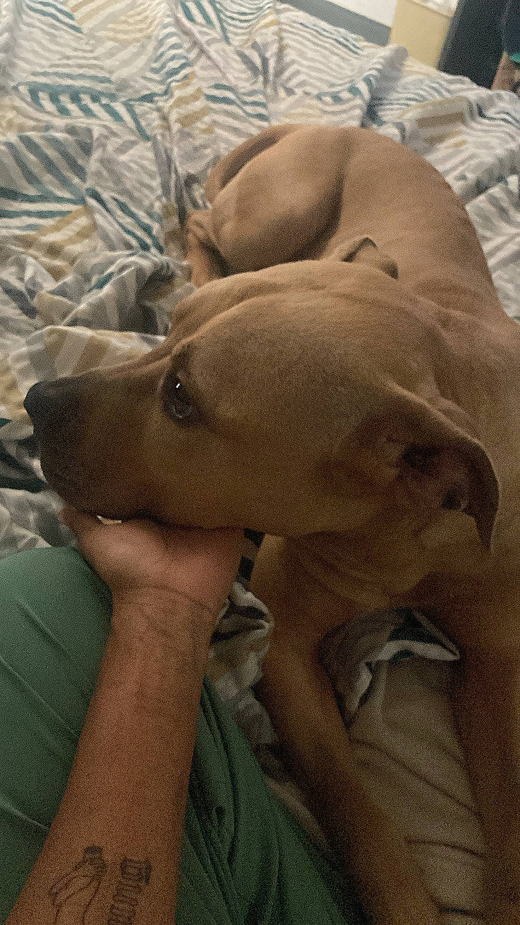 Edith joined the competition — help win amazing prizes! canidae, carnivore, comfort, companion_dog, corgi_chihuahua, dog, dog_breed, fawn, fur, gesture, guard_dog, nap, non_sporting_group, snout, sporting_group, terrestrial_animal, trunk, whiskers, wildlife, working_animal