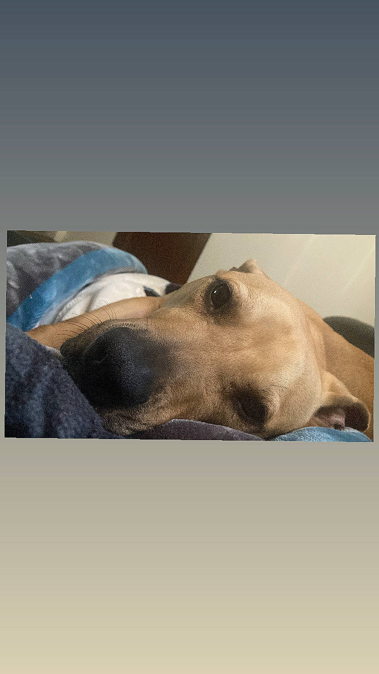 Edith joined the competition — help win amazing prizes! bedding, carnivore, comfort, companion_dog, dog, dog_breed, fawn, fur, linens, metal, paw, rectangle, snout, square, terrestrial_animal, whiskers, wood, working_animal