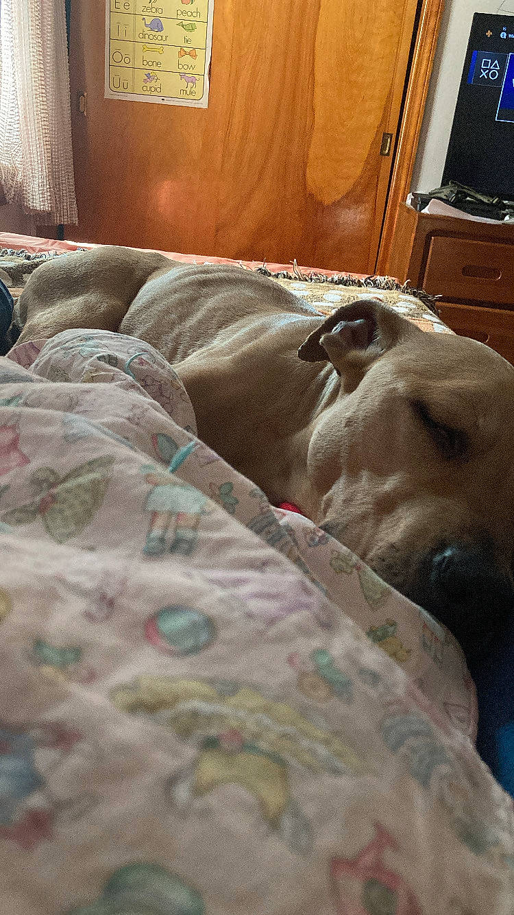 Edith is registered to the contest to win money with this photo: bed, bed_frame, bed_sheet, bedding, bedroom, carnivore, comfort, companion_dog, couch, dog, duvet, flooring, grey, hardwood, linens, military_camouflage, room, sporting_group, wood, working_animal