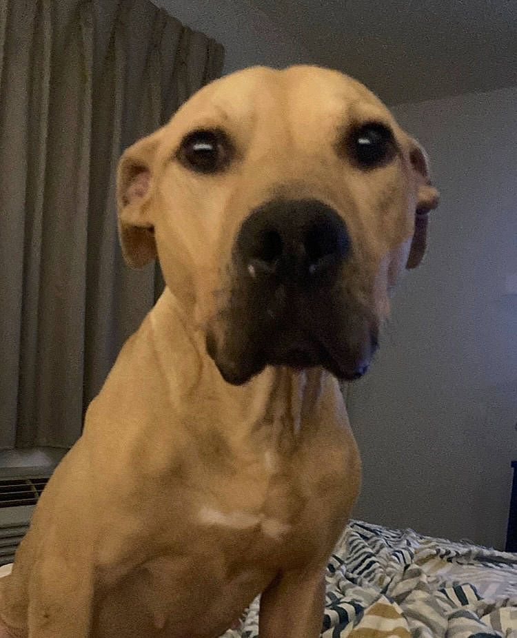 Edith is registered to the contest to win money with this photo: ancient_dog_breeds, canidae, carnivore, companion_dog, curtain, dog, dog_breed, dog_collar, fawn, non_sporting_group, snout, sporting_group, whiskers, working_animal, working_dog, wrinkle
