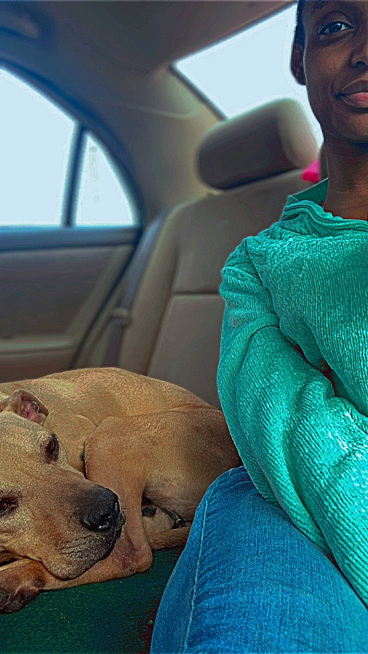 Edith is registered to the contest to win money with this photo: auto_part, automotive_design, automotive_exterior, car, car_seat, car_seat_cover, carnivore, comfort, companion_dog, dog, dog_breed, family_car, fawn, hat, head_restraint, smile, vehicle, vehicle_door, whiskers, window